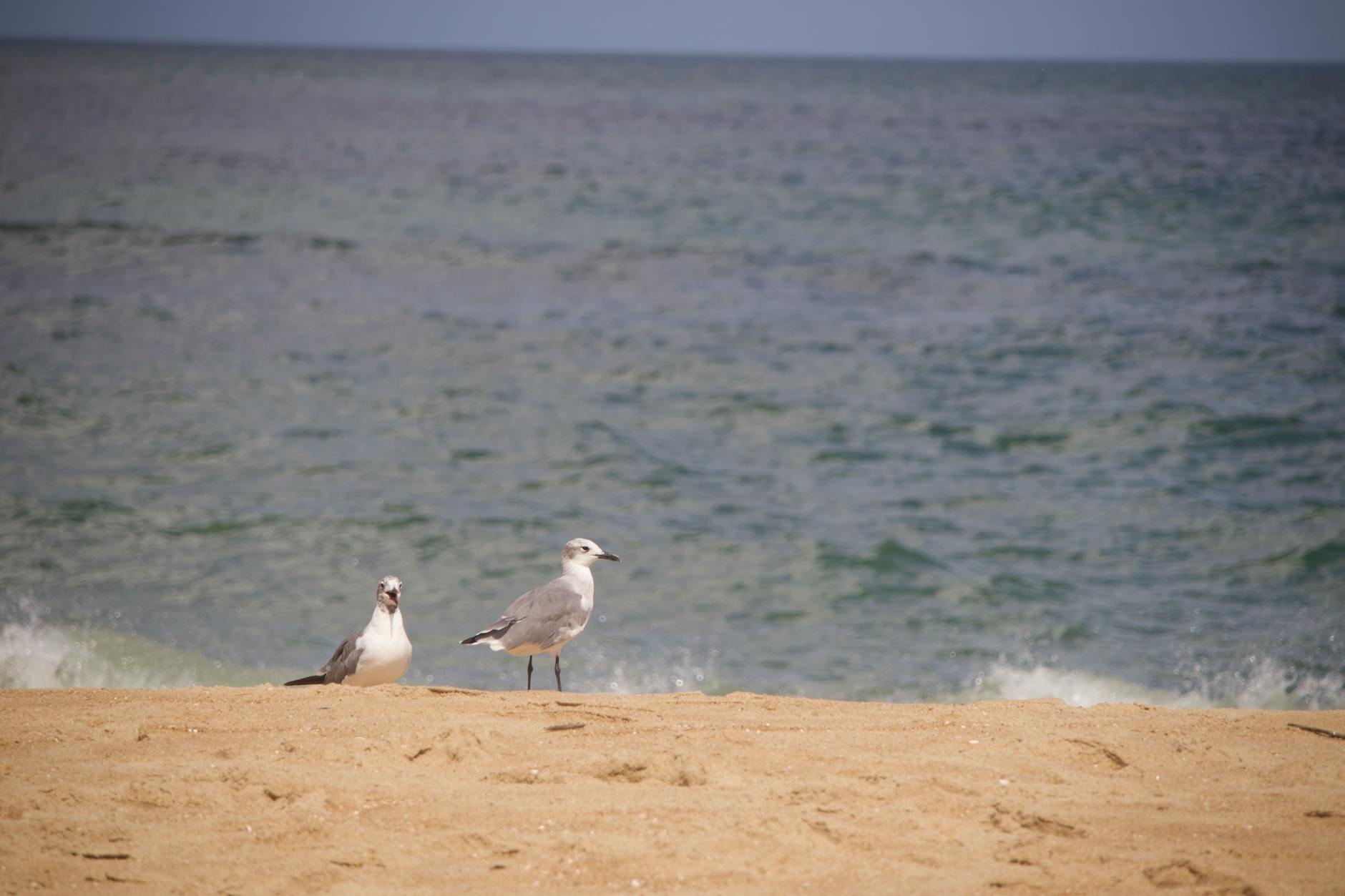 Virginia Beach, VA — landmark